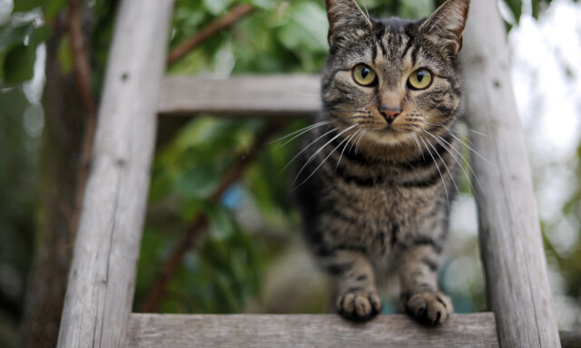 Kvinne flyttet fra kattene sine - dømt til betinget fengsel